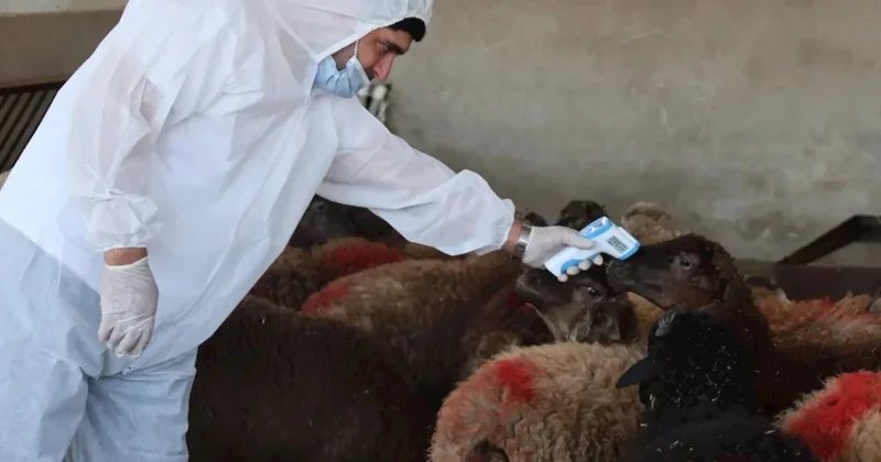 Azərbaycanda bitki və heyvan sağlamlığına dair yeni qanun layihələri hazırlanacaq
