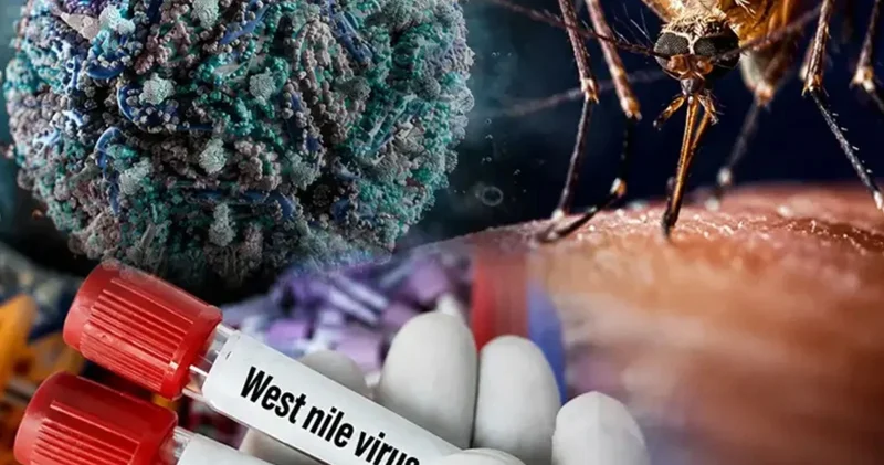 Yunanıstanda virus həyəcanı: Bir həftədə 34 yeni yoluxma