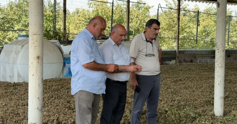 “Fındığın kiloqramını 3 manata sata bilmirik” Fermerlər qiymətlərdən narazıdırlar KONKRET
