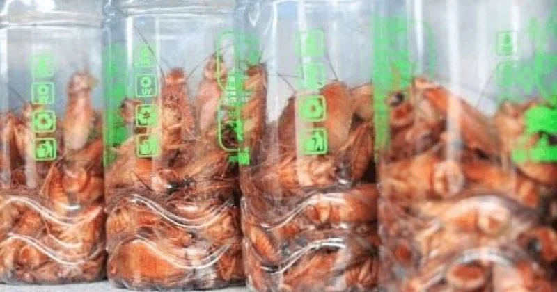Tarakan yetişdirib yüz minlər qazandı FOTO