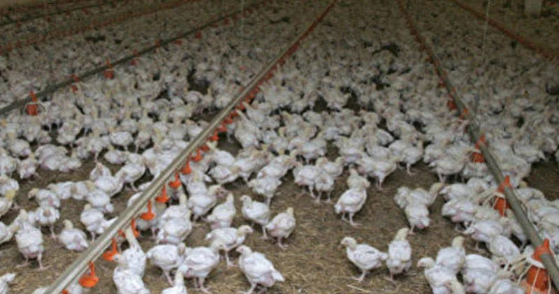 Азербайджан расширит экспорт птицеводческой продукции на новые рынки