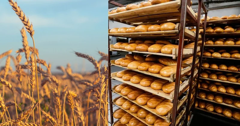 Çörək bu qədər bahalaşa bilər Qlobal buğda qiymətlərində artım