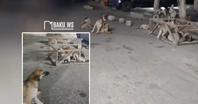 Xırdalanda sahibsiz itlər sürü halında küçələrdə dolaşır sakinlər narahatdır