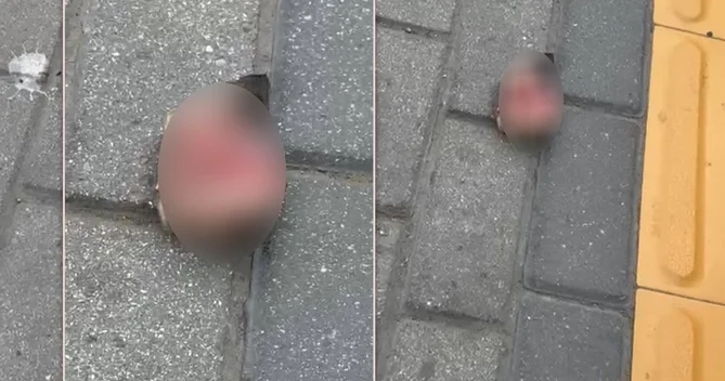 Bakıda park yaxınlığında VƏHŞİLİK: Pişik başı tapılıb