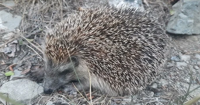 Soyuq aylarda ölü kirpi görsəniz, mütləq bu addımı atın KONKRET