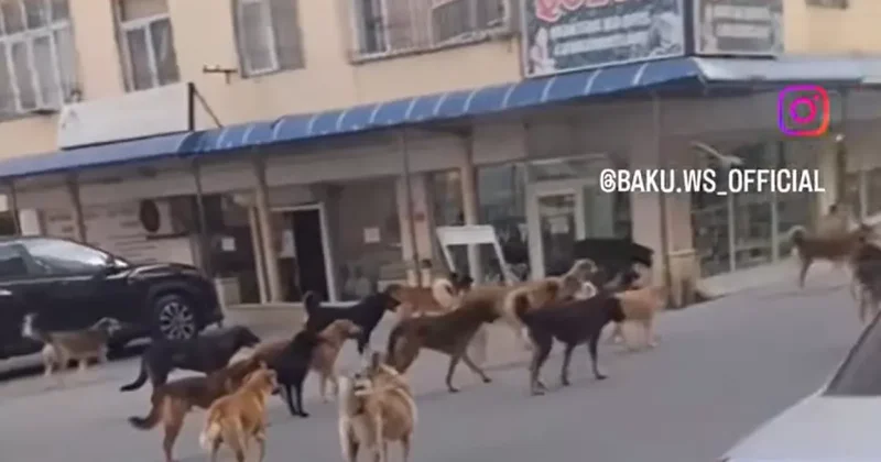 Абшеронский посёлок под властью стай бродячих собак Видео