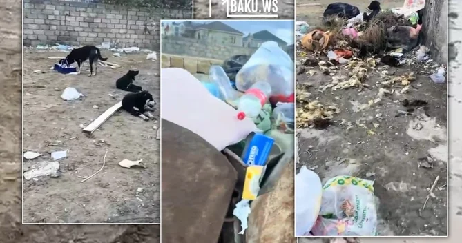 Masazırda məktəb yolu baxımsız vəziyyətdədir ərazidə zibil və sahibsiz itlər təhlükə yaradır
