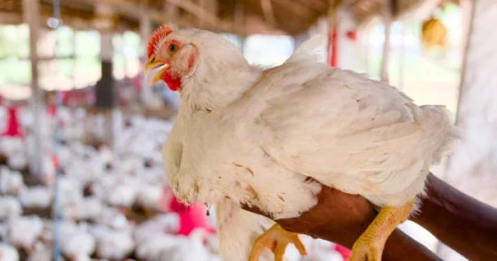 Quşçuluq təsərrüfatları ikinci üçüncü əl kəsim avadanlığı ilə işləyirlər