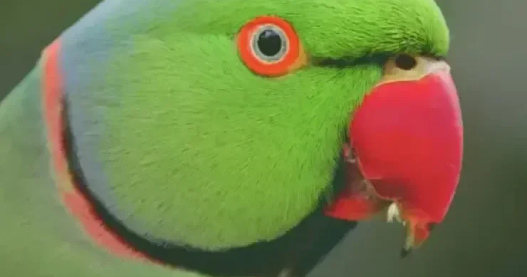 Castin Biberin “Baby” mahnısını oxuyan TUTUQUŞU VİDEO