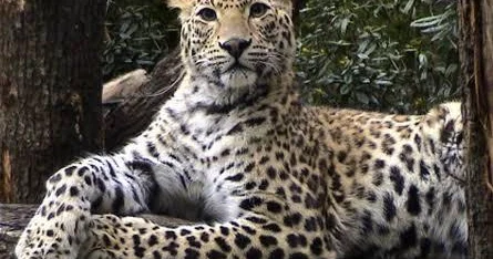8 yaşlı qız leopardın qurbanı oldu