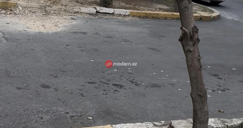 Bakıda ağacların dibini kim betonlayıb? FOTOLAR