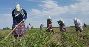 Mövsümi işdə çalışan fəhlələrə verilən gündəlik pulun məbləği artırılır