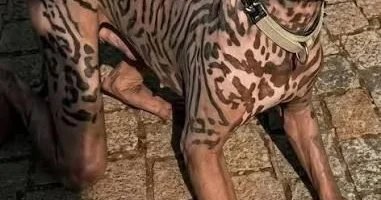 2,5 milyon pulu var idi, it olmaq üçün xərclədi