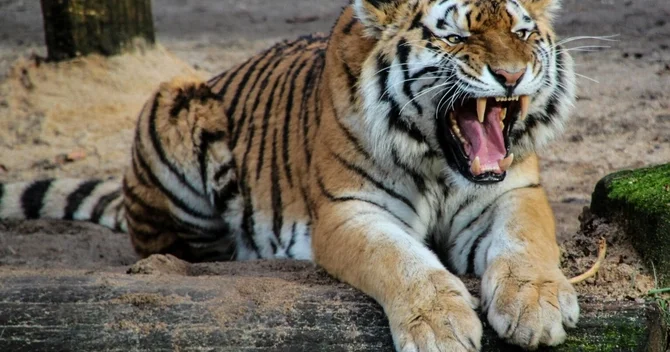 Zooparkda pələng kişini diri diri yedi