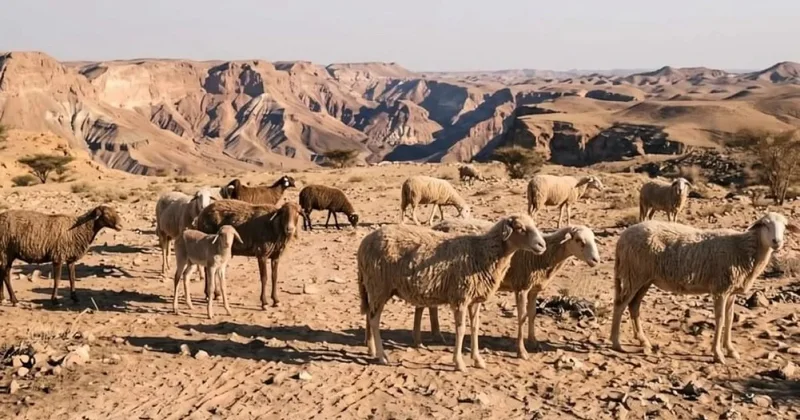 Səhraya buraxılan 15 qoyun 35 il sonra imkansızı bacardı