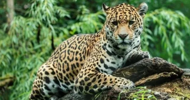 Britaniyada zooparkda pələng kişini parçaladı