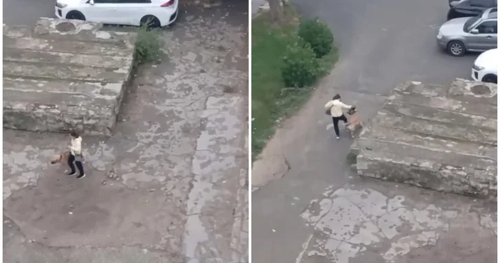 В азербайджанском сегменте соцсетей распространилось видео жестокого обращения с животным в Баку