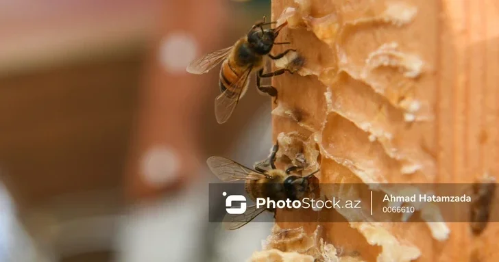 Брат шехида скончался после укуса пчелы
