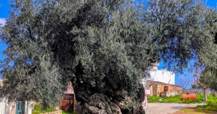 4000 illik ağac hələ də meyvə verir İNANILMAZ