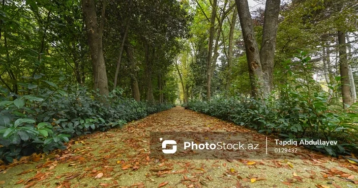 Центральный ботанический сад Баку раскрасился в золотые тона