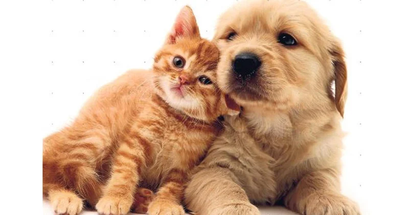 Sahibinin stressi heyvanlarda ürək problemlərinə səbəb olur