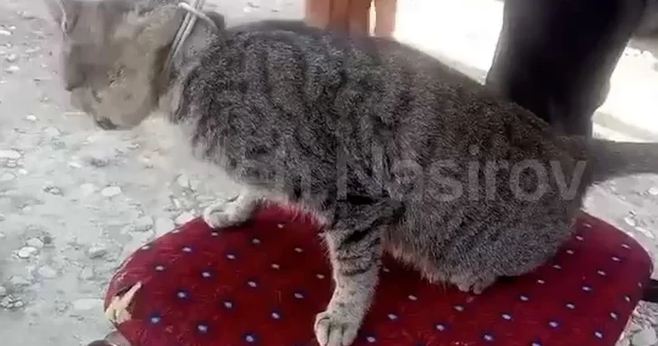 В Азербайджане задержан мужчина, душивший кошку веревкой