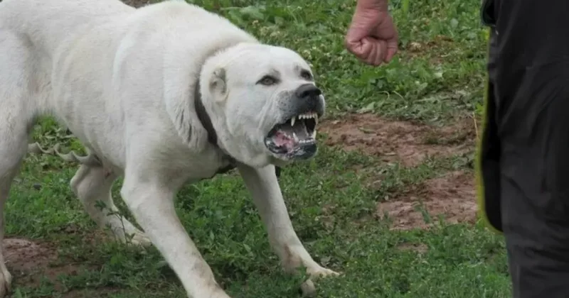 В Балакяне пастушья собака загрызла мужчину