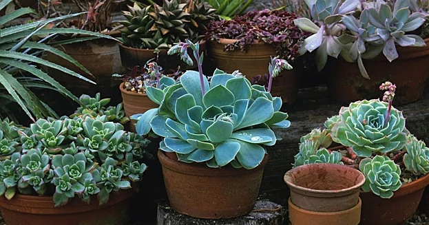 Niyə Sempervivum əsrlər boyu bağbanları valeh edir..?