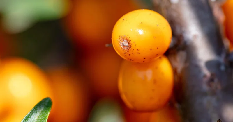 У семян облепихи нашли полезное для сосудов свойство