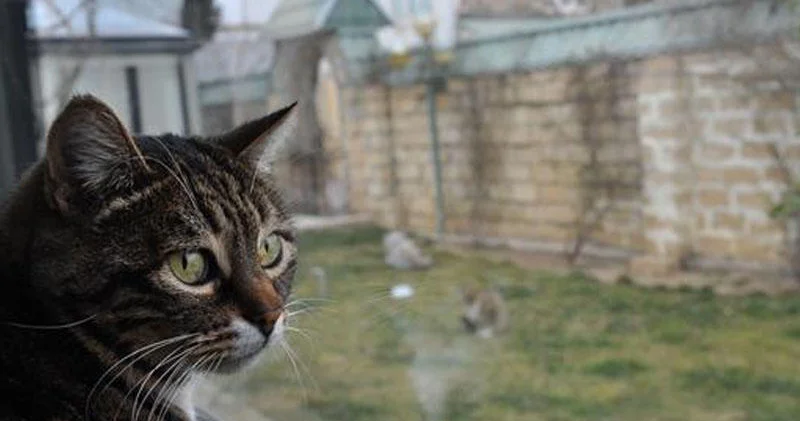 Kürdəmir sakini pişiyi ASDI: səbəb dəhşətə gətirir VİDEO