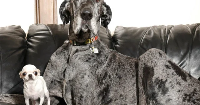 Dünyanın ən hündür və ən alçaq iti görüşdü VİDEO