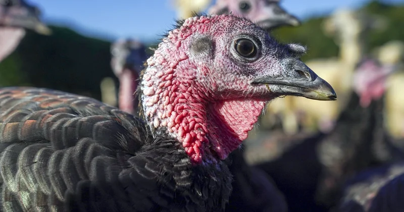 Dabaq xəstəliyi qiymətləri qaldırdı: Ev quşları bahalaşdı VİDEO