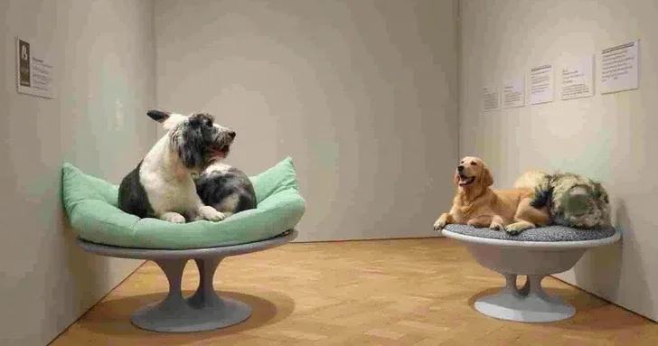 Лежанки, миски и лакомства: в музеях Москвы появятся специальные зоны для питомцев