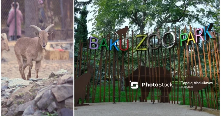 Новосибирский и Бакинский зоопарки обменялись животными