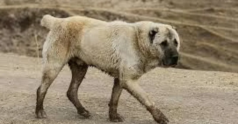 Balakəndə it aylar öncə yaraladığı kişini bu dəfə parçalayıb öldürdü
