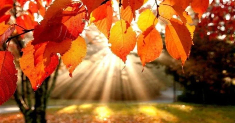 Sabah hava əsasən yağmursuz keçəcək