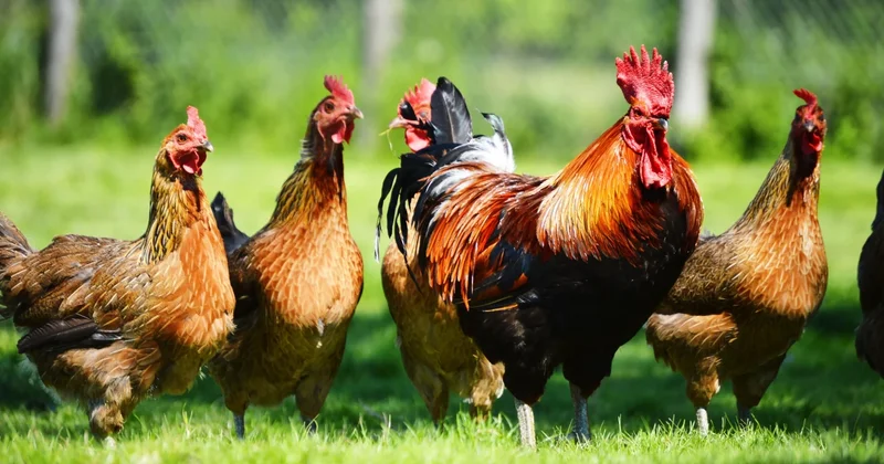 Ev quşlarının qiymətləri bahalaşdı Səbəbi isə... (VİDEO)