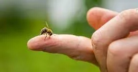 Arının sancdığı kişi öldü