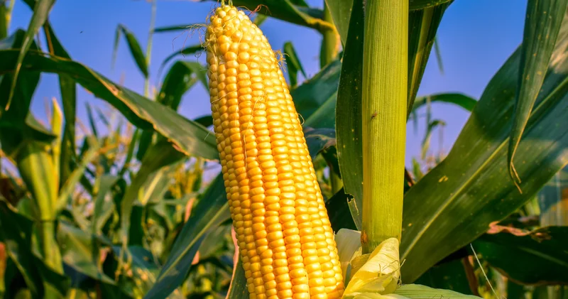 Qarğıdalı sapının xeyirləri