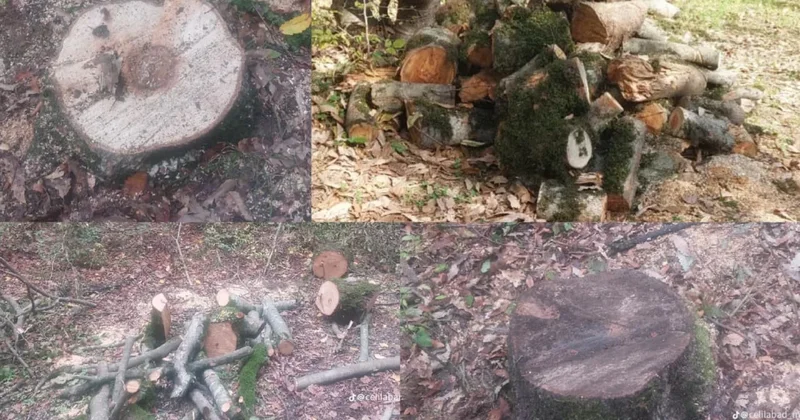 İki kənddə ağaclar kəsildi DİN dən açıqlama