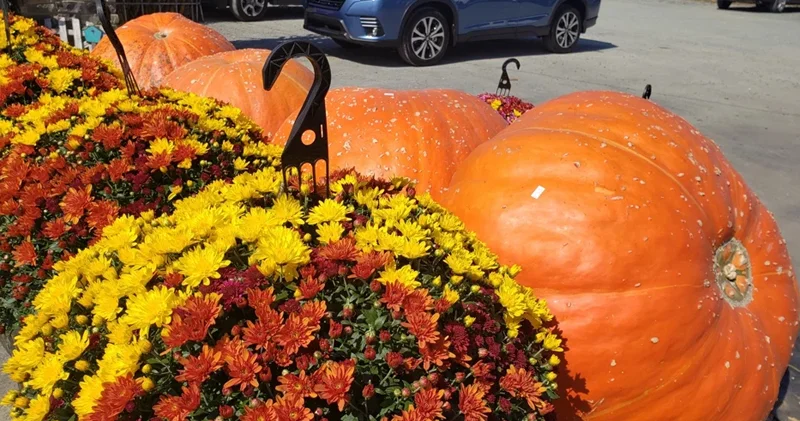 1 tonluq sirr: Bir balqabaq necə 1000 kiloqrama qədər böyüyür?