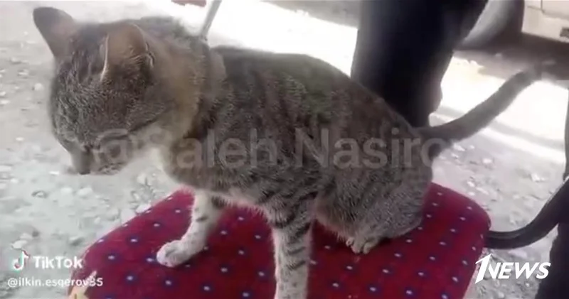 Житель Кюрдамира повесил кошку за нападение на голубей ВИДЕО