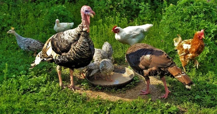 В Азербайджане резко подорожала домашняя птица