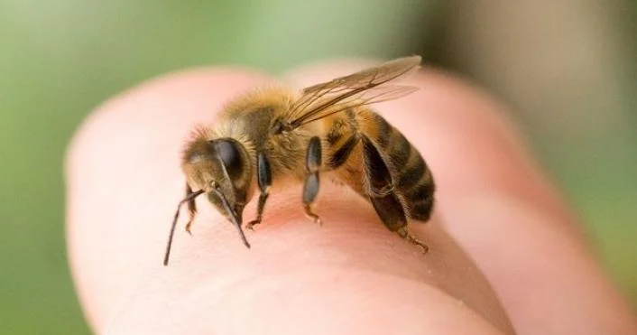 Arı sancdı HƏYATINI İTİRDİ