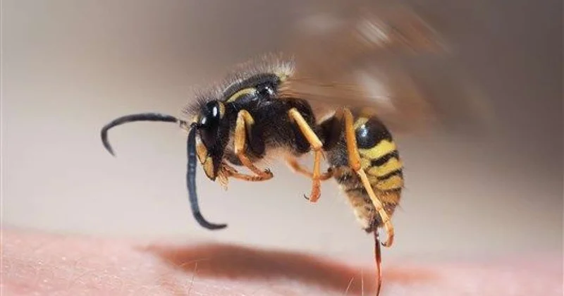 66 yaşlı kişi qızının evində öldü Arı sancdı