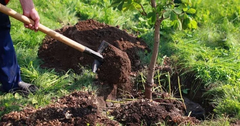 Bakıda bu ağacların əkilməsi qadağan olundu TƏHLÜKƏ MƏNBƏYİDİR