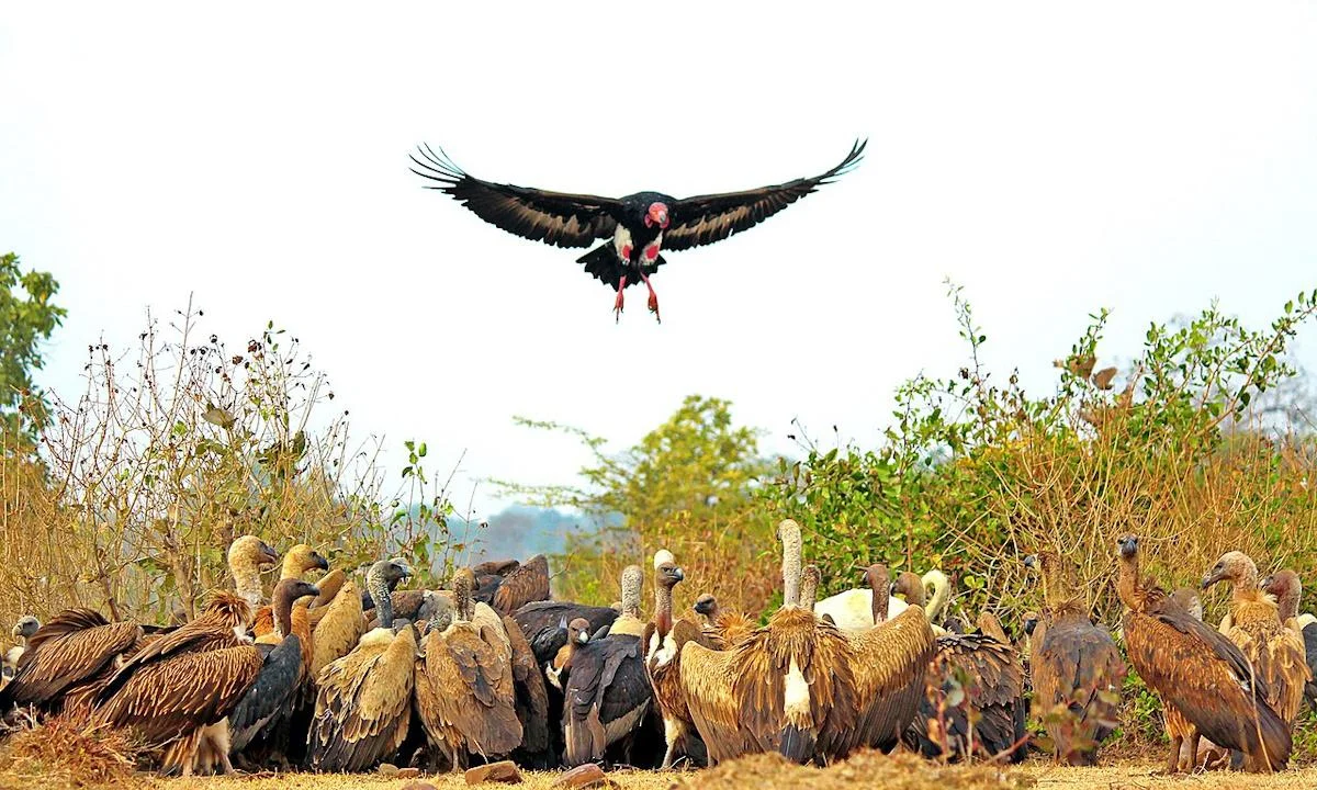 Hindistanda bir quşun nəsli kəsildiyi üçün yarım milyon insan öldü