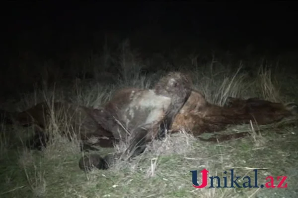 Goranboyda maşın atla toqquşduqdan sonra su kanalına düşdü (FOTOLAR)