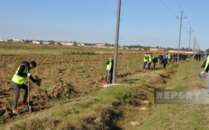 Yaşıl dünya naminə həmrəylik ili çərçivəsində Biləsuvarda 16 minə yaxın ağac əkilib Xəbər saytı Son xəbərlər və Hadisələr