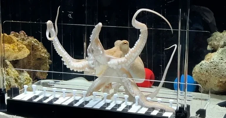 Пианино, осьминог и терпение: самый странный музыкальный эксперимент года ФОТО